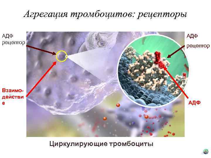 Агрегация тромбоцитов: рецепторы АДФ рецептор Взаимодействи е АДФ Циркулирующие тромбоциты 