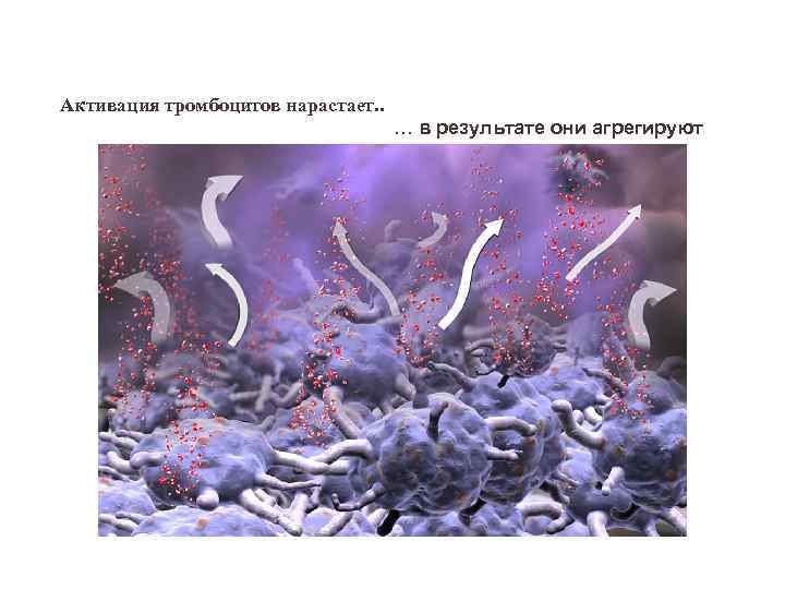 Активация тромбоцитов нарастает. . … в результате они агрегируют 