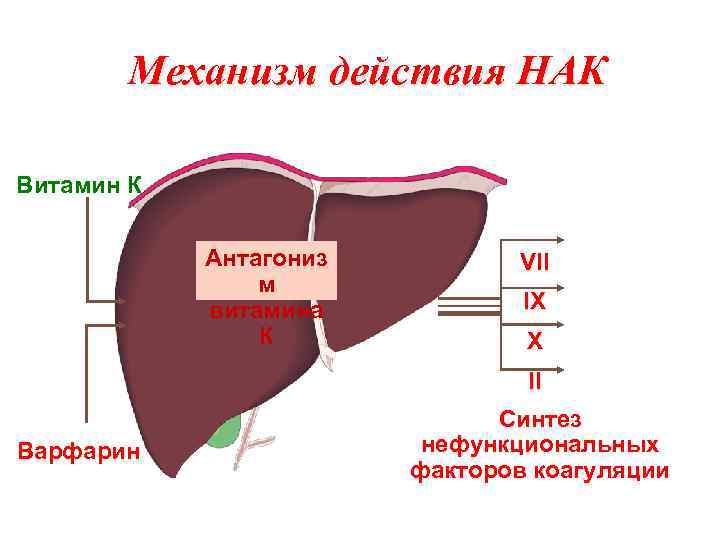 Механизм действия НАК Витамин К Антагониз м витамина К VII IX X II Варфарин