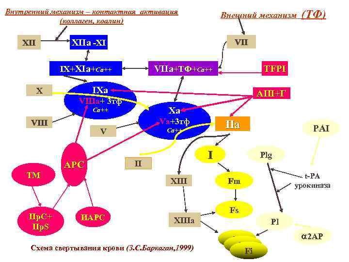 Внутренний механизм – контактная активация (коллаген, коалин) Внешний механизм XIIa -XI XII VII IX+XIa+Ca++