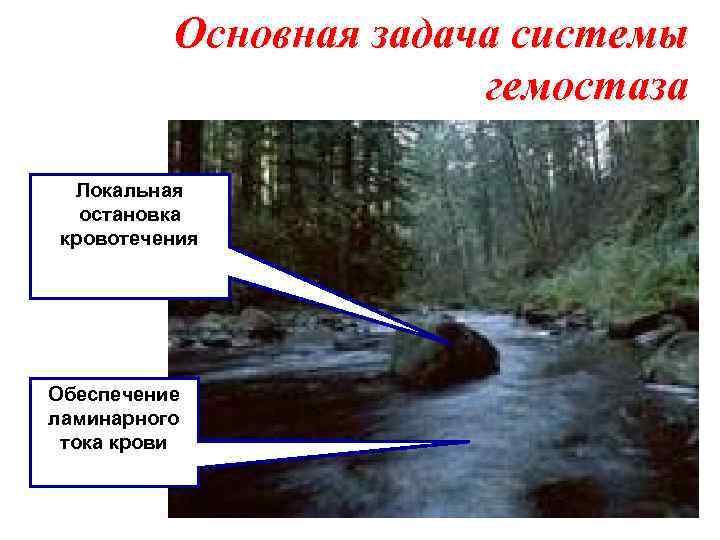 Основная задача системы гемостаза Локальная остановка кровотечения Обеспечение ламинарного тока крови 