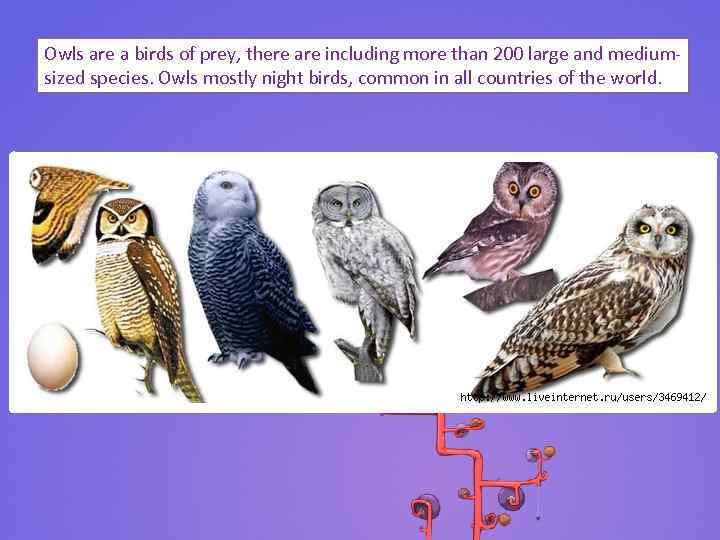 Owls are a birds of prey, there are including more than 200 large and
