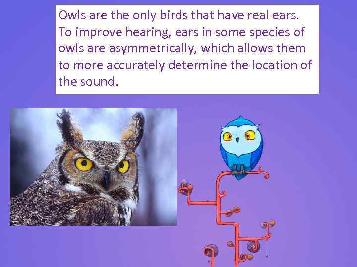 Owls are the only birds that have real ears. To improve hearing, ears in