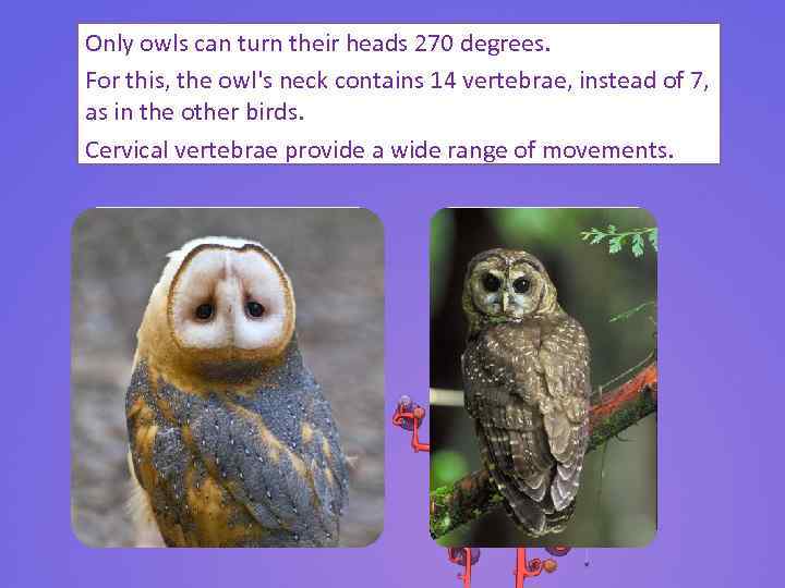 Only owls can turn their heads 270 degrees. For this, the owl's neck contains