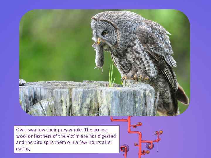 Owls swallow their prey whole. The bones, wool or feathers of the victim are