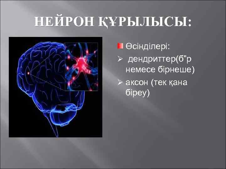 НЕЙРОН ҚҰРЫЛЫСЫ: Өсінділері: дендриттер(б”р немесе бірнеше) аксон (тек қана біреу) 