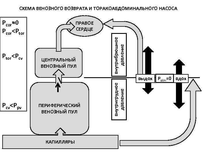 СХЕМА ВЕНОЗНОГО ВОЗВРАТА И ТОРАКОАБДОМИНАЛЬНОГО НАСОСА Pcor≈0 Pcor<Ptor ЦЕНТРАЛЬНЫЙ ВЕНОЗНЫЙ ПУЛ внутрибрюшное давление Ptor<Pcv