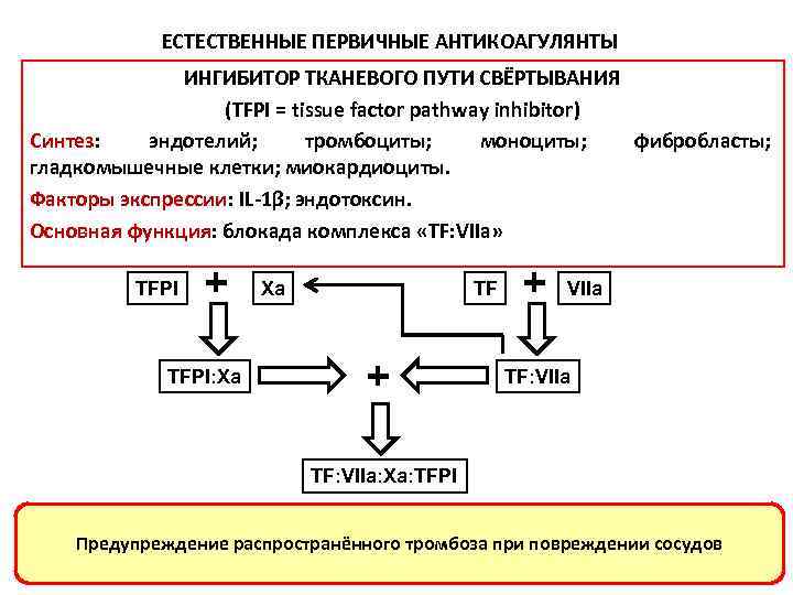 ЕСТЕСТВЕННЫЕ ПЕРВИЧНЫЕ АНТИКОАГУЛЯНТЫ ИНГИБИТОР ТКАНЕВОГО ПУТИ СВЁРТЫВАНИЯ (TFPI = tissue factor pathway inhibitor) Синтез: