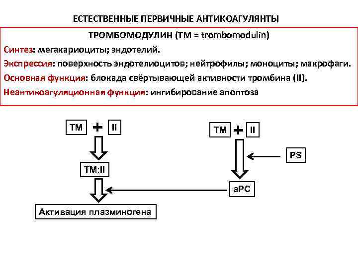 ЕСТЕСТВЕННЫЕ ПЕРВИЧНЫЕ АНТИКОАГУЛЯНТЫ ТРОМБОМОДУЛИН (TM = trombomodulin) Синтез: мегакариоциты; эндотелий. Экспрессия: поверхность эндотелиоцитов; нейтрофилы;