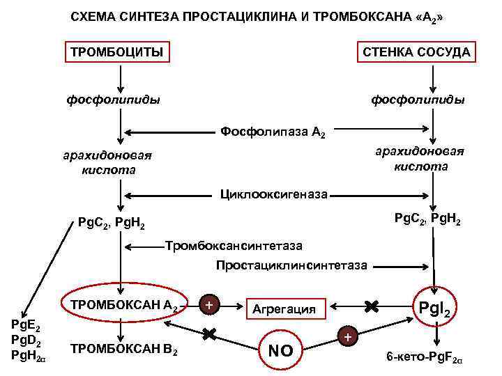 Схема синтеза меланина