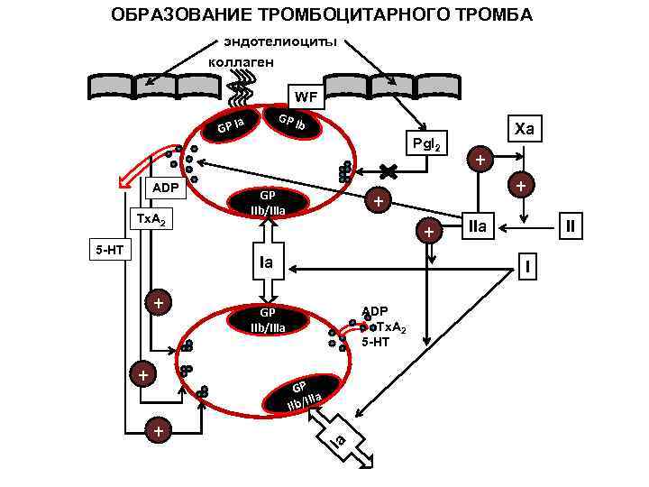 ОБРАЗОВАНИЕ ТРОМБОЦИТАРНОГО ТРОМБА эндотелиоциты коллаген WF GP I a GP I ADP Tx. A