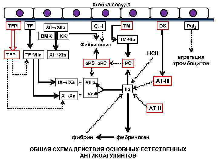 стенка сосуда TFPI TF C 1 -i XII→XIIa BMK KK Фибринолиз TFPI TF: VIIa