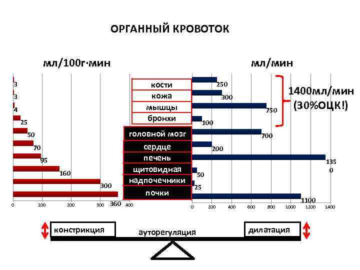 ОРГАННЫЙ КРОВОТОК мл/100 г∙мин мл/мин кости кожа мышцы бронхи 3 3 4 25 50