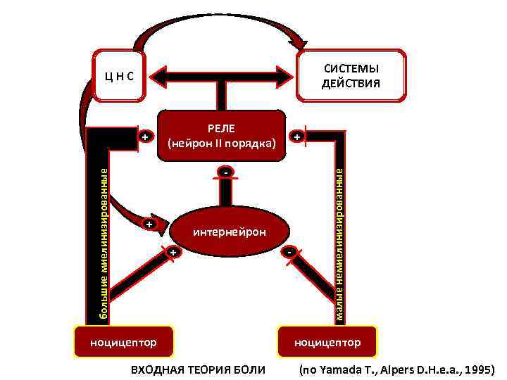 СИСТЕМЫ ДЕЙСТВИЯ ЦНС РЕЛЕ (нейрон II порядка) + - + интернейрон + ноцицептор ВХОДНАЯ