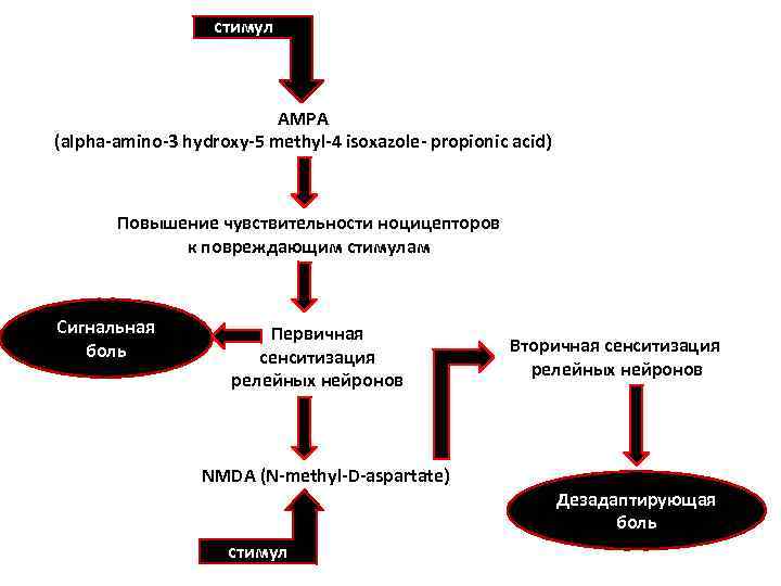 стимул AMPA (alpha-amino-3 hydroxy-5 methyl-4 isoxazole- propionic acid) Повышение чувствительности ноцицепторов к повреждающим стимулам