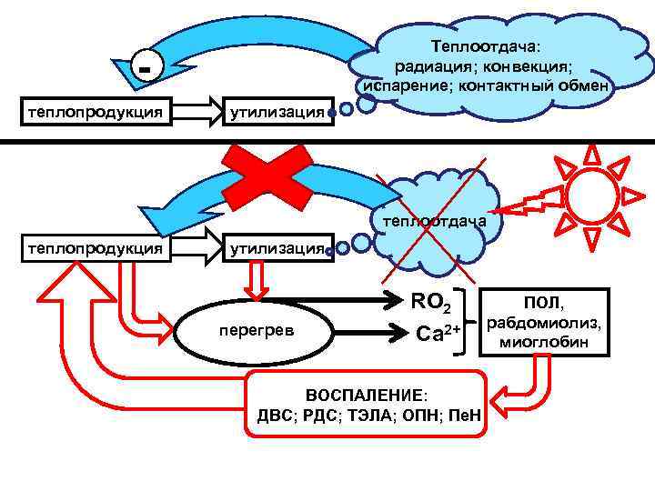 Теплоотдача: радиация; конвекция; испарение; контактный обмен теплопродукция утилизация теплоотдача теплопродукция утилизация перегрев RO 2