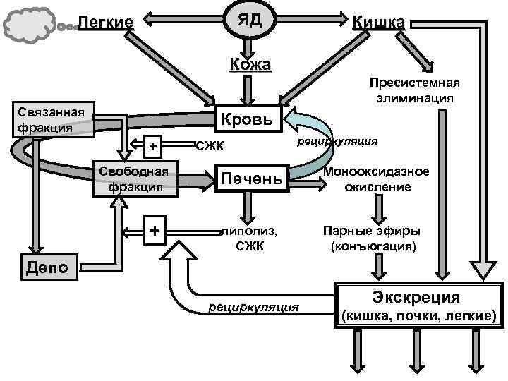 ЯД Легкие Кишка Кожа Пресистемная элиминация Связанная фракция Кровь + Свободная фракция + СЖК