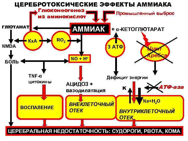 ЦЕРЕБРОТОКСИЧЕСКИЕ ЭФФЕКТЫ АММИАКА Глюконеогенез из аминокислот ГЛЮТАМАТ Кх. А АММИАК Промышленный выброс + α-КЕТОГЛЮТАРАТ
