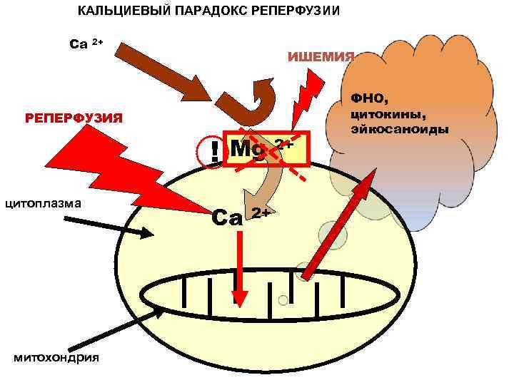 КАЛЬЦИЕВЫЙ ПАРАДОКС РЕПЕРФУЗИИ Ca 2+ ИШЕМИЯ РЕПЕРФУЗИЯ ! цитоплазма митохондрия Mg Са 2+ 2+