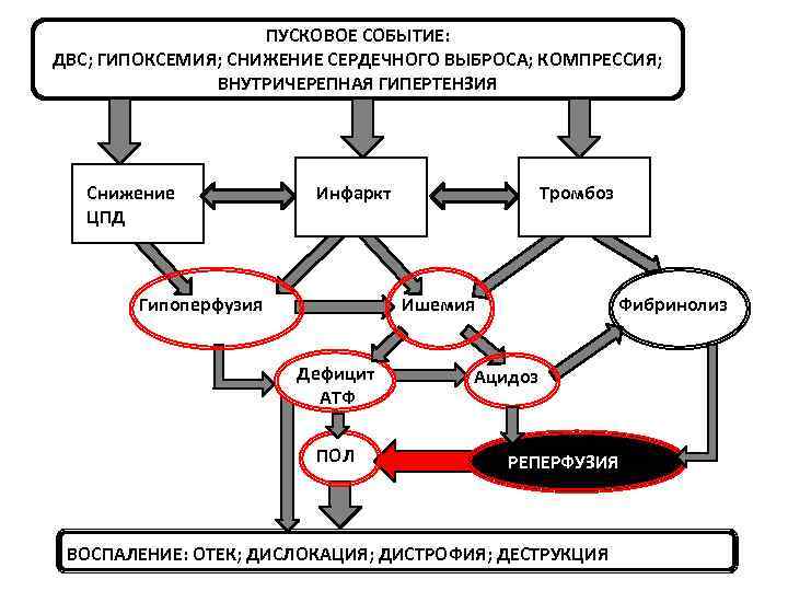 ПУСКОВОЕ СОБЫТИЕ: ДВС; ГИПОКСЕМИЯ; СНИЖЕНИЕ СЕРДЕЧНОГО ВЫБРОСА; КОМПРЕССИЯ; ВНУТРИЧЕРЕПНАЯ ГИПЕРТЕНЗИЯ Снижение ЦПД Инфаркт Гипоперфузия