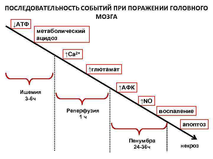ПОСЛЕДОВАТЕЛЬНОСТЬ СОБЫТИЙ ПРИ ПОРАЖЕНИИ ГОЛОВНОГО МОЗГА ↓АТФ метаболический ацидоз ↑Са 2+ ↑глютамат ↑АФК Ишемия