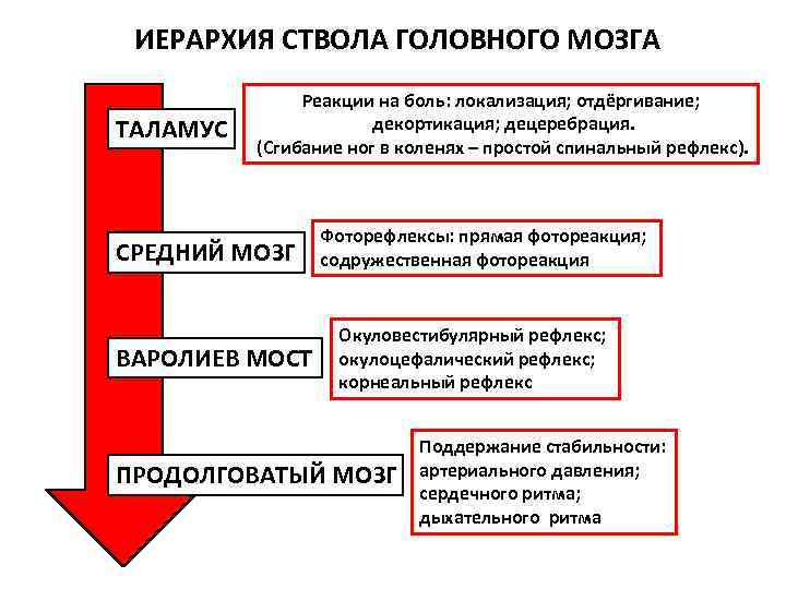 ИЕРАРХИЯ СТВОЛА ГОЛОВНОГО МОЗГА ТАЛАМУС Реакции на боль: локализация; отдёргивание; декортикация; децеребрация. (Сгибание ног