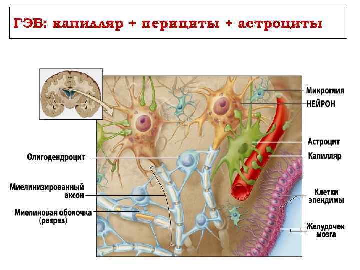 ГЭБ: капилляр + перициты + астроциты 