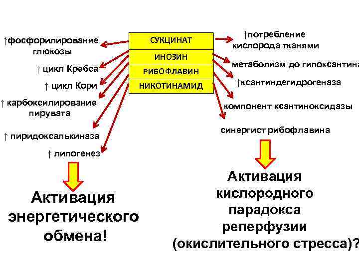 ↑фосфорилирование глюкозы ↑ цикл Кребса ↑ цикл Кори ↑ карбоксилирование пирувата ↑ пиридоксалькиназа СУКЦИНАТ