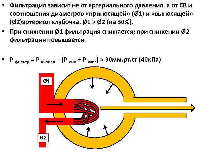  • Фильтрация зависит не от артериального давления, а от СВ и соотношения диаметров