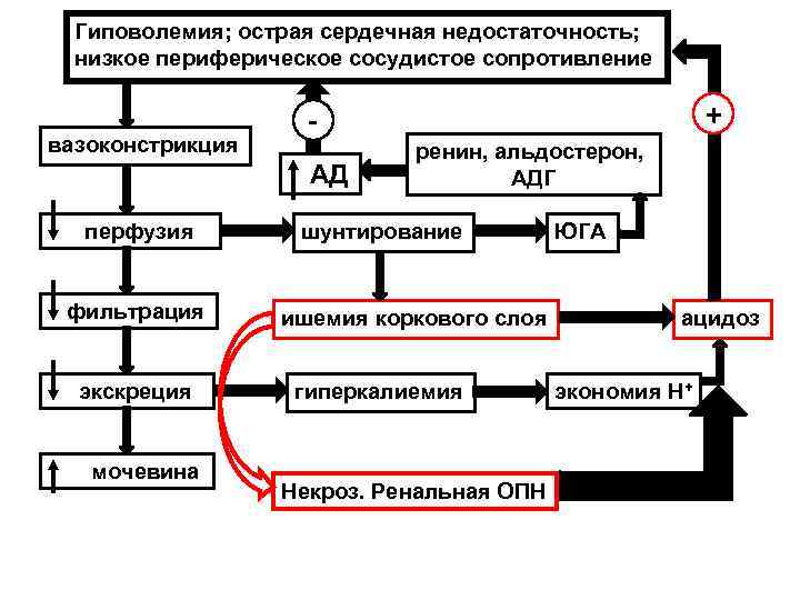 Гиповолемия; острая сердечная недостаточность; низкое периферическое сосудистое сопротивление вазоконстрикция АД перфузия фильтрация экскреция мочевина