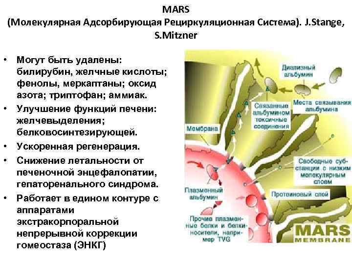 MARS (Молекулярная Адсорбирующая Рециркуляционная Система). J. Stange, S. Mitzner • Могут быть удалены: билирубин,