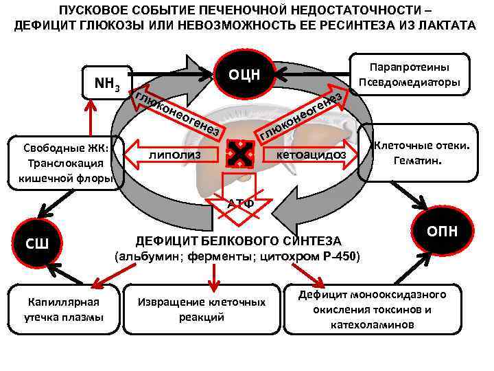 ПУСКОВОЕ СОБЫТИЕ ПЕЧЕНОЧНОЙ НЕДОСТАТОЧНОСТИ – ДЕФИЦИТ ГЛЮКОЗЫ ИЛИ НЕВОЗМОЖНОСТЬ ЕЕ РЕСИНТЕЗА ИЗ ЛАКТАТА NH