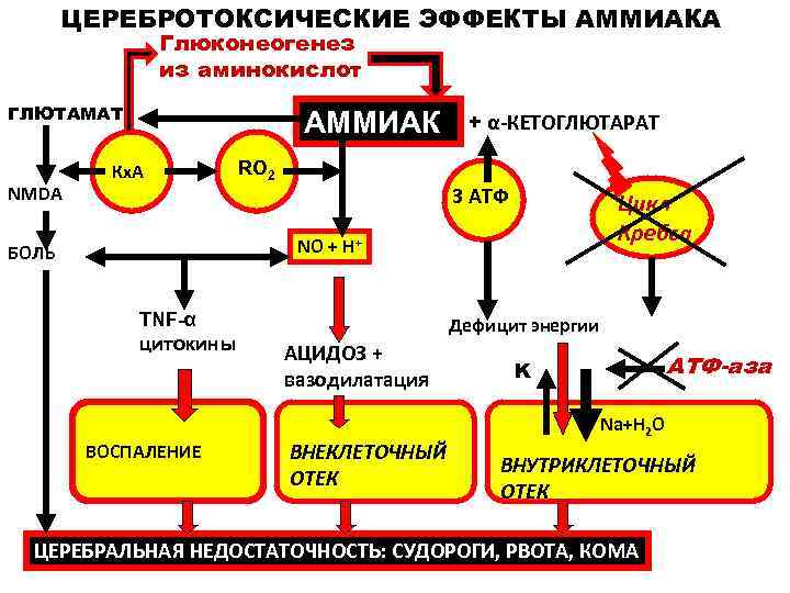ЦЕРЕБРОТОКСИЧЕСКИЕ ЭФФЕКТЫ АММИАКА Глюконеогенез из аминокислот ГЛЮТАМАТ NMDA АММИАК Кх. А + α-КЕТОГЛЮТАРАТ RO