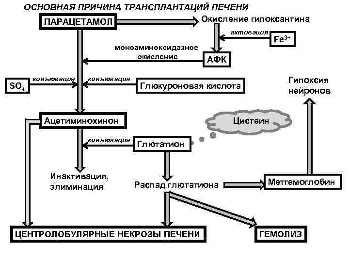 ОСНОВНАЯ ПРИЧИНА ТРАНСПЛАНТАЦИЙ ПЕЧЕНИ Окисление гипоксантина ПАРАЦЕТАМОЛ активация моноаминоксидазное окисление SO 4 конъюгация АФК