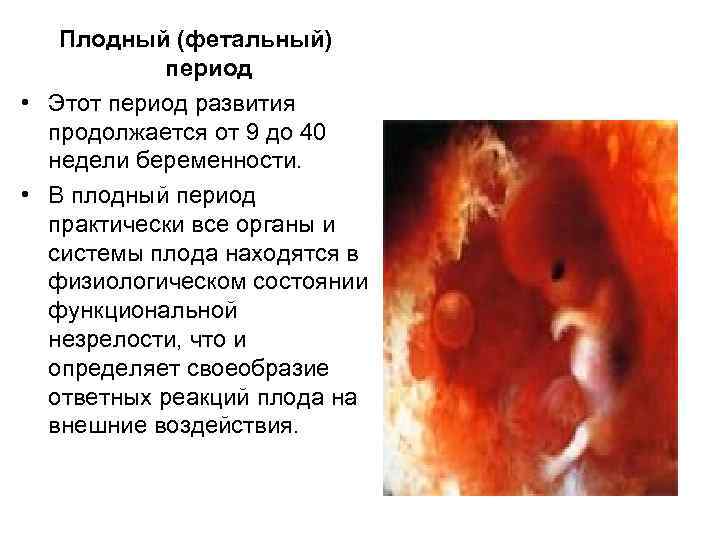 Плодный (фетальный) период • Этот период развития продолжается от 9 до 40 недели беременности.