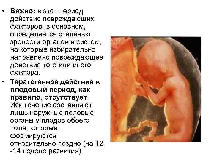  • Важно: в этот период действие повреждающих факторов, в основном, определяется степенью зрелости