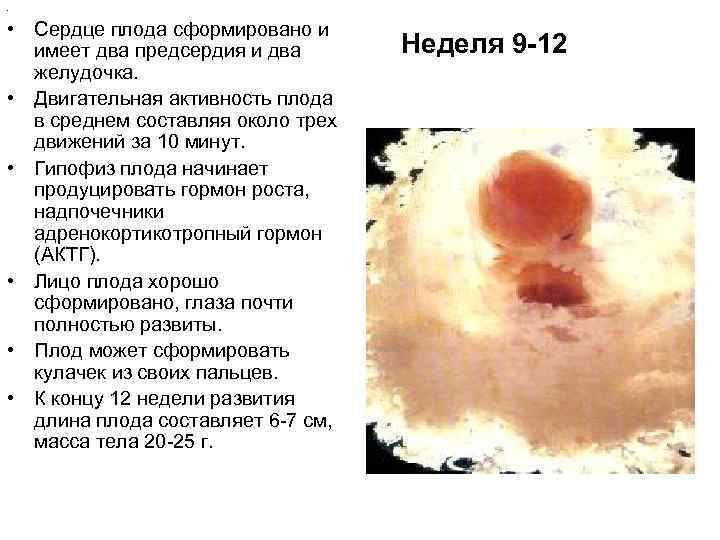  • • Сердце плода сформировано и Неделя 9 -12 имеет два предсердия и