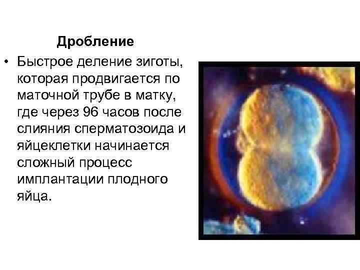 Дробление • Быстрое деление зиготы, которая продвигается по маточной трубе в матку, где через