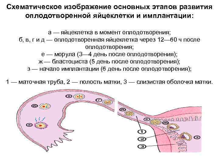 Схематическое изображение основных этапов развития оплодотворенной яйцеклетки и имплантации: а — яйцеклетка в момент
