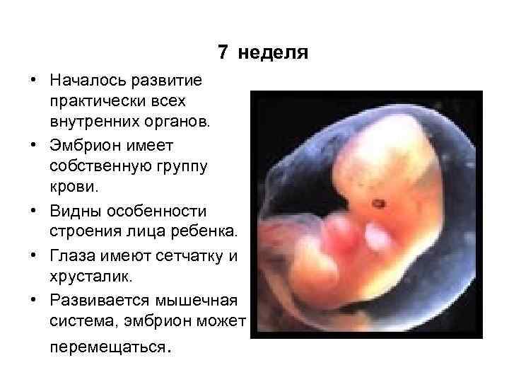  7 неделя • Началось развитие практически всех внутренних органов. • Эмбрион имеет собственную
