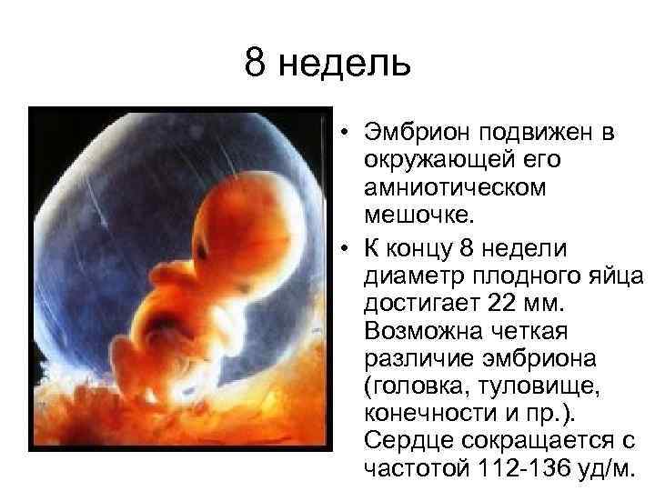 8 недель • Эмбрион подвижен в окружающей его амниотическом мешочке. • К концу 8
