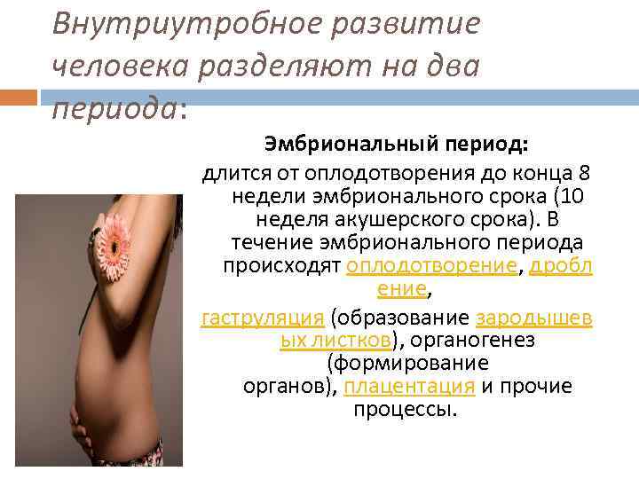 Внутриутробное развитие человека разделяют на два периода: Эмбриональный период: длится от оплодотворения до конца