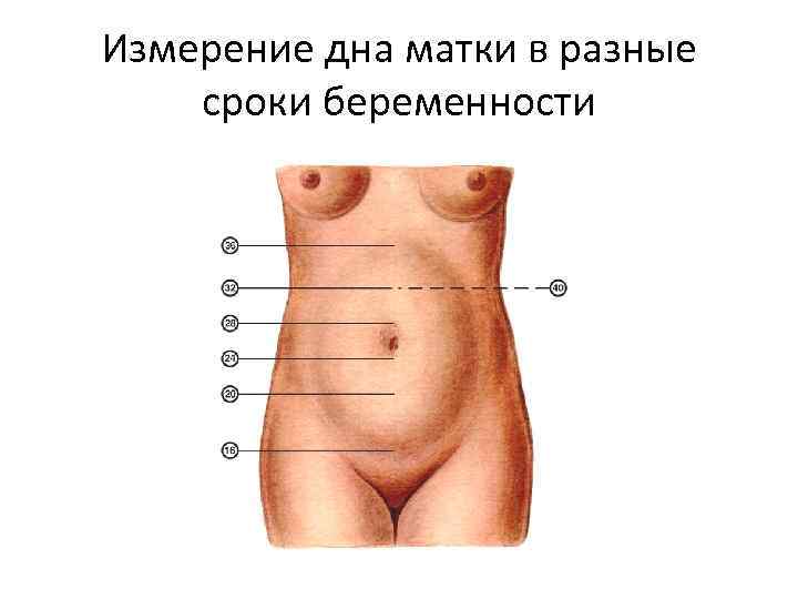 Измерение дна матки в разные сроки беременности 