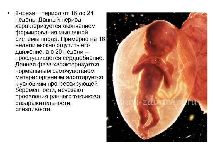  • 2 -фаза – период от 16 до 24 недель. Данный период характеризуется