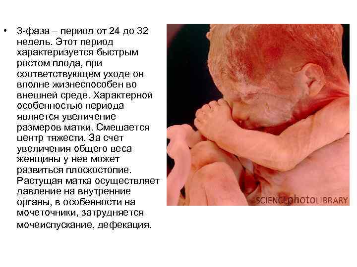 • 3 -фаза – период от 24 до 32 недель. Этот период характеризуется