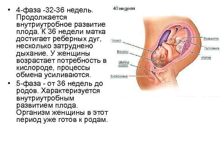  • 4 -фаза -32 -36 недель. Продолжается внутриутробное развитие плода. К 36 недели