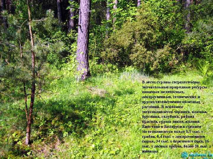 В лесах страны сосредоточены значительные природные ресурсы пищевых медоносных, лекарственных, технических и других хозяйственно-полезных