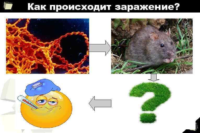 Как происходит заражение? 4 