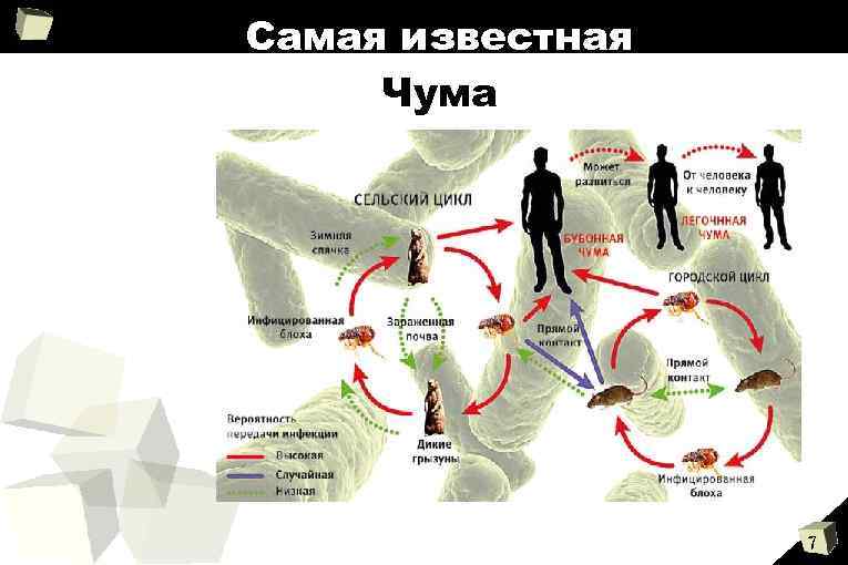 Самая известная Чума 7 