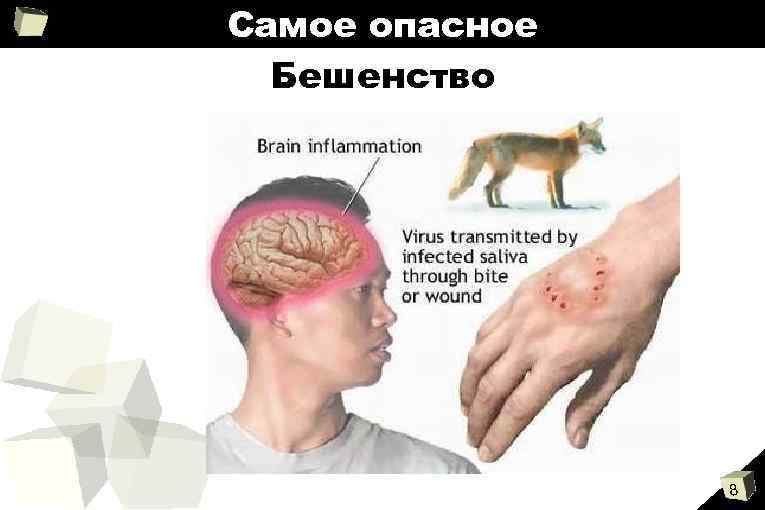 Самое опасное Бешенство 8 